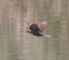 Xanthocephalus xanthocephalus