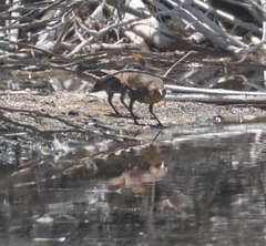 Xanthocephalus xanthocephalus