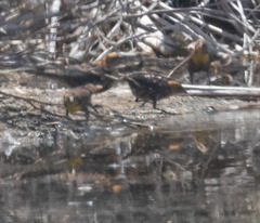 Xanthocephalus xanthocephalus