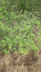 Ulmus