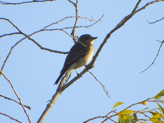 Muscicapa striata
