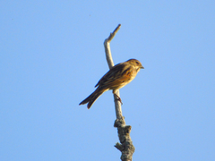 Emberiza schoeniclus
