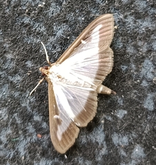 Cydalima perspectalis