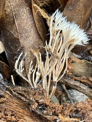 Pterulicium