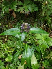 Gentiana macrophylla
