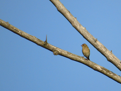 Fringilla coelebs