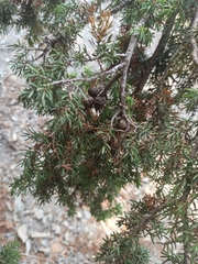 Juniperus phoenicea