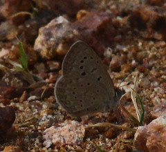 Zizeeria knysna