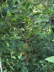 Phytolacca americana