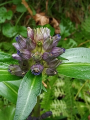 Gentiana macrophylla