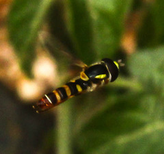 Ischiodon aegyptius