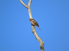 Fringilla coelebs