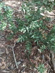 Ruscus aculeatus