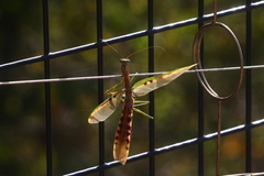 Polyspilota aeruginosa
