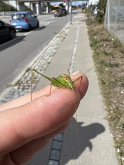 Leptophyes punctatissima
