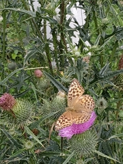 Argynnis paphia
