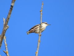 Sitta europaea