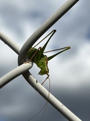 Leptophyes punctatissima