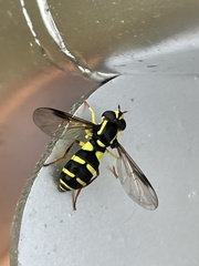 Xanthogramma pedissequum