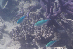Chromis viridis