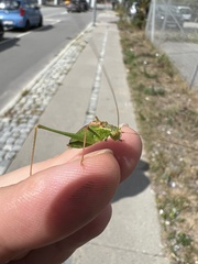 Leptophyes punctatissima