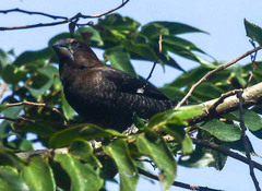 Amblyospiza albifrons