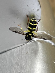 Xanthogramma pedissequum