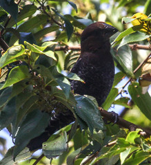 Amblyospiza albifrons