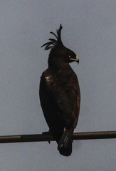 Lophaetus occipitalis