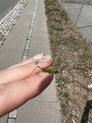 Leptophyes punctatissima