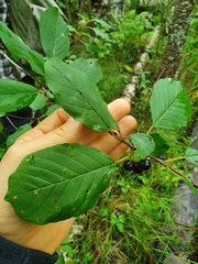 Frangula alnus