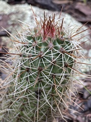 Echinocereus engelmannii fasciculatus