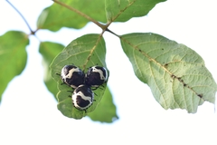 Poecilocoris lewisi
