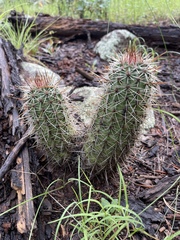 Echinocereus engelmannii fasciculatus