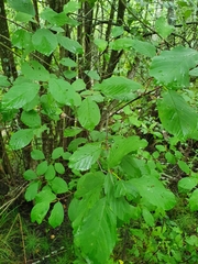 Frangula alnus