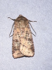 Diarsia rubi