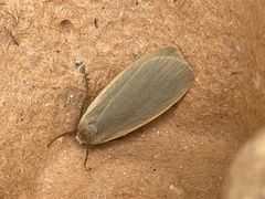 Eilema griseola