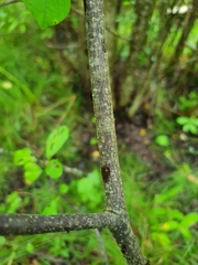 Frangula alnus