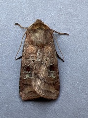 Diarsia rubi