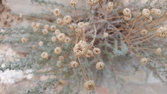 Santolina chamaecyparissus