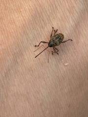 Curculio glandium