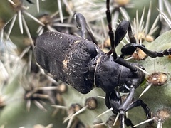 Coenopoeus palmeri