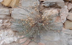 Santolina chamaecyparissus
