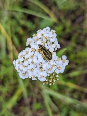 Acmaeodera amplicollis