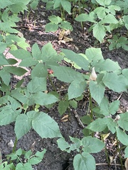Aegopodium