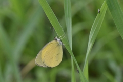 Eurema