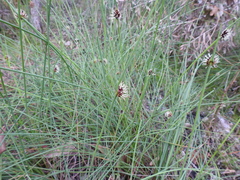 Chorizandra cymbaria