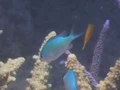 Chromis viridis