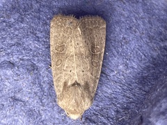 Hoplodrina blanda