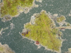 Flavoplaca